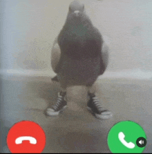 Pigeon Call GIF