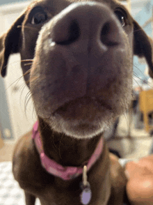 a close up of a dog 's nose with a pink collar on