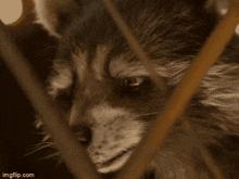 a close up of a raccoon behind a fence with imgflip.com written below it