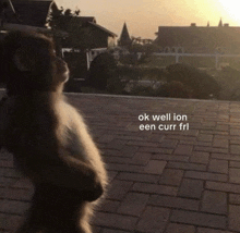 a monkey standing on its hind legs with the words ok well ion een curr fri
