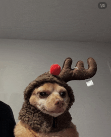 a dog wearing a reindeer hat with a red ball on top