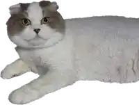 a gray and white cat with yellow eyes is laying down on a white background