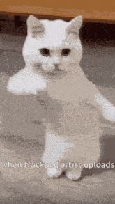 a white cat is standing on its hind legs with the caption " when trackpad artist uploads "