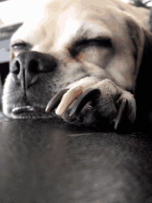 Puggle Sleepy GIF - Puggle Sleepy Pup GIFs