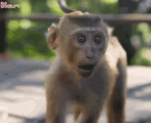 Angry Monkey GIF - Angry Monkey Kothi GIFs