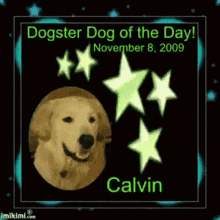 Calvin Dogster GIF - Calvin Dogster Dog GIFs