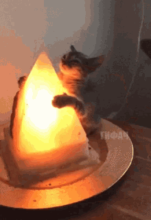 Meditation Cat GIF - Meditation Cat Lamp GIFs