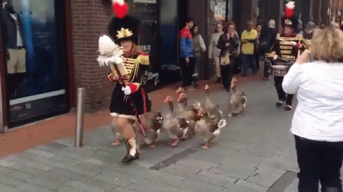Marching Geese GIFs | Tenor