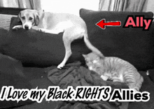 a dog and a cat laying on a couch with the words " ally " written above them