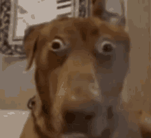a close up of a dog 's face with its mouth open and a clock in the background .