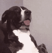 Say What Dog GIF - Say What Dog GIFs