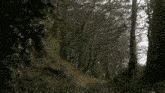 a path going through a dark forest with trees and leaves on the ground