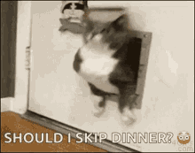 Fat Cat Stuck GIF