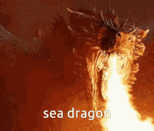 Sea Dragon GIF - Sea Dragon GIFs