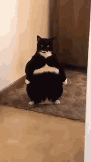 Standing cat pfp  Cat stands, Cat memes, Cat icon