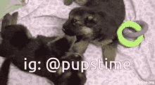 two german shepherd puppies laying on a bed with the hashtag @pupstime on the bottom right