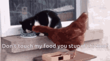 Chicken Cat GIF - Chicken Cat Fighting GIFs