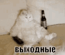 a white cat is sitting on a couch with a bottle of beer .
