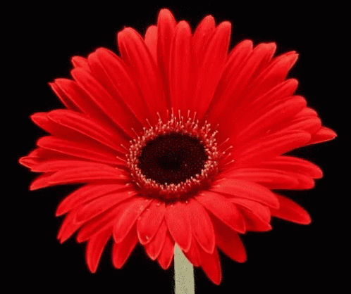 red-flower.gif