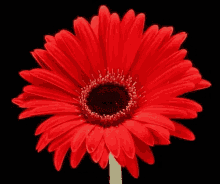 Red Flower GIF - Red Flower GIFs