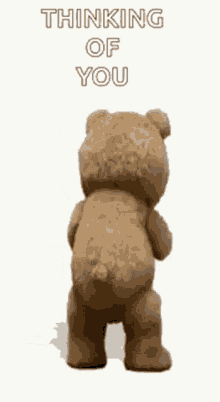 Ted Teddy Bear GIF - Ted Teddy Bear Thinking Of You GIFs