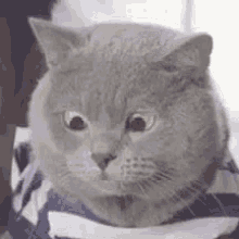 Cats What GIF - Cats What Shocked GIFs
