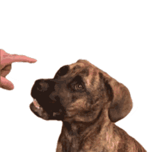 dog pointing