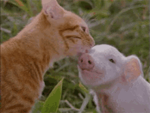 ❤ GIF - Cat Pig Licking Forehead GIFs