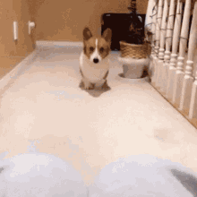 When You Want Attention Dog GIF