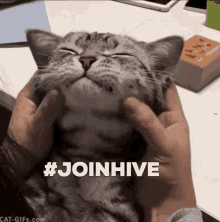 Joinhive Happy Cat GIF - Joinhive Happy Cat Cat GIFs