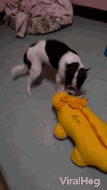 dog toy playing hunting dog chew toy viralhog