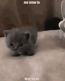 Love Bean GIF - Love Bean Cat GIFs
