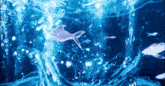 a group of fish are swimming in a blue tank