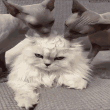 Licking Cat GIF - Licking Cat Slobber GIFs