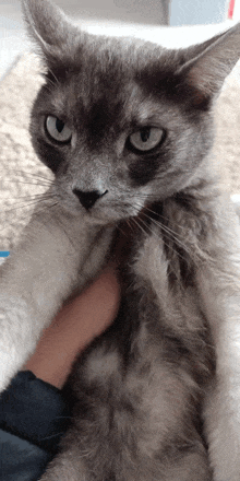 a close up of a cat 's face with a person holding it