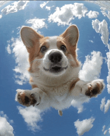 a corgi dog is flying through the air with its paws outstretched