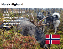 two dogs standing next to a dead moose with the words " norsk alghhund " written above them