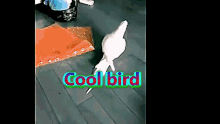 Cool Bird Bird GIF - Cool Bird Bird Cool Cool Cool GIFs