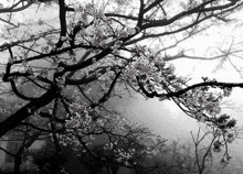 a black and white photo of a cherry blossom tree with flowers in the fog .