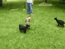 Deal With It Goat GIF - Deal With It Goat Kick GIFs