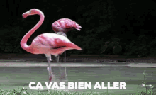 Ca Vas Bien Aller Ca Vas Deja Bien GIF - Ca Vas Bien Aller Ca Vas Deja Bien Flamingo GIFs