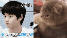 Bae Jinyoung Cat Cix Bae Jinyoung GIF - Bae Jinyoung Cat Bae Jinyoung Cix Bae Jinyoung GIFs