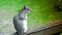 Murder Squirt GIF - Murder Squirt Squirrel GIFs