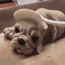 Dead Dying GIF - Dead Dying Dog GIFs