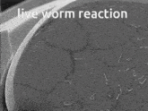 C Elegans Live Worm Reaction GIF - C Elegans Live Worm Reaction GIFs