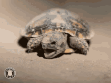 Tortoise GIF