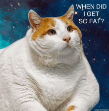 cat fat