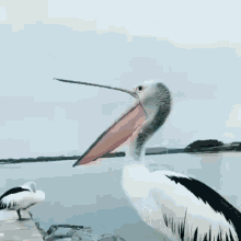 Yawn Boring GIF - Yawn Boring Pelican GIFs