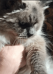 Cat Old GIF - Cat Old Monday GIFs