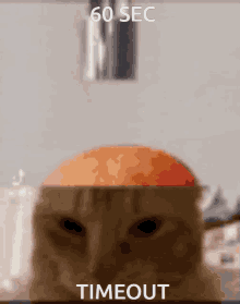 Cat Brain Cat Head GIF